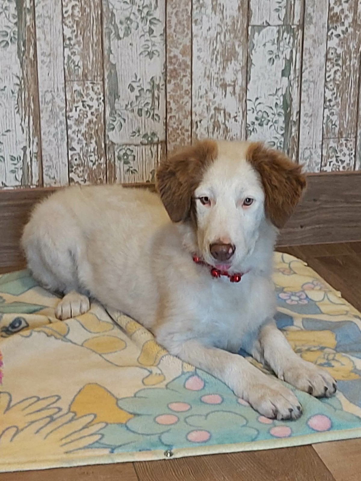 Ter adoptie Dorothy groot teefje 5 maanden oud, Dieren en Toebehoren, Particulier, 15 weken tot 1 jaar, Buitenland, Teef
