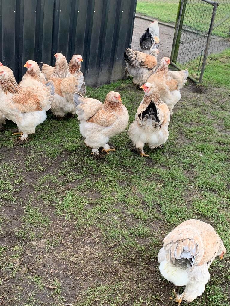 Brahma Zalm broedeieren, Geslacht onbekend, Kip