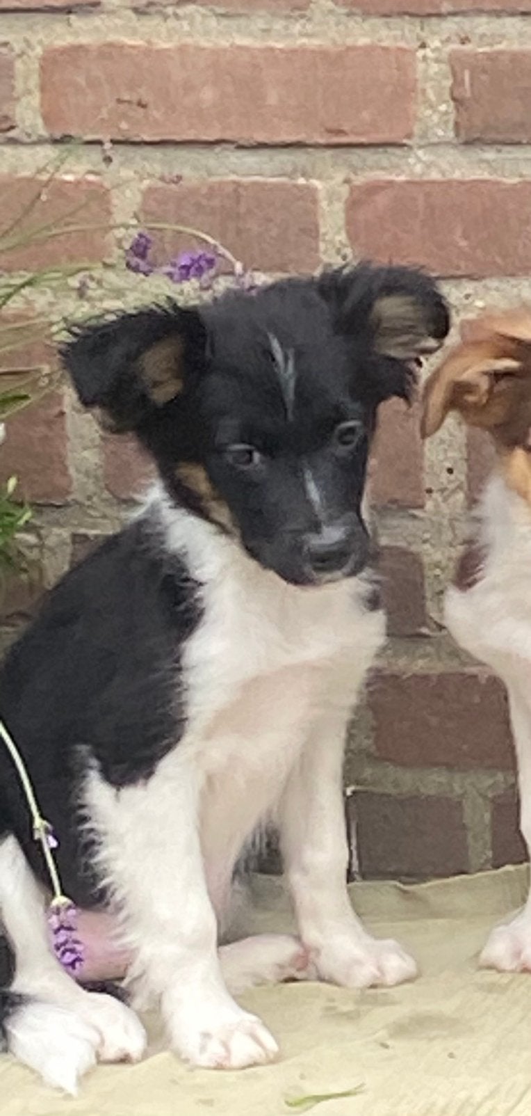 Prachtige BORDER COLLIE x FRIESE STABIJ pup - teefje, Parvo, Nederland, 8 tot 15 weken, Teef