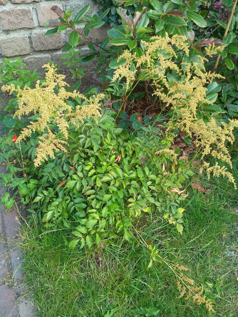 Diverse planten en struiken, Tuin en Terras, Planten | Tuinplanten, Ophalen, Vaste plant, Overige soorten, Halfschaduw