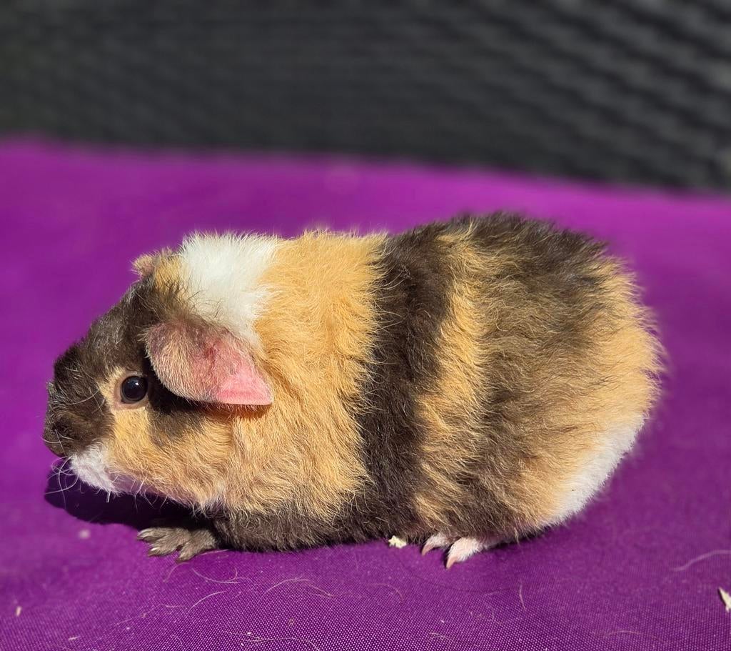 Verschillende us teddy cavia beren beschikbaar, Februari, Mannelijk, Cavia