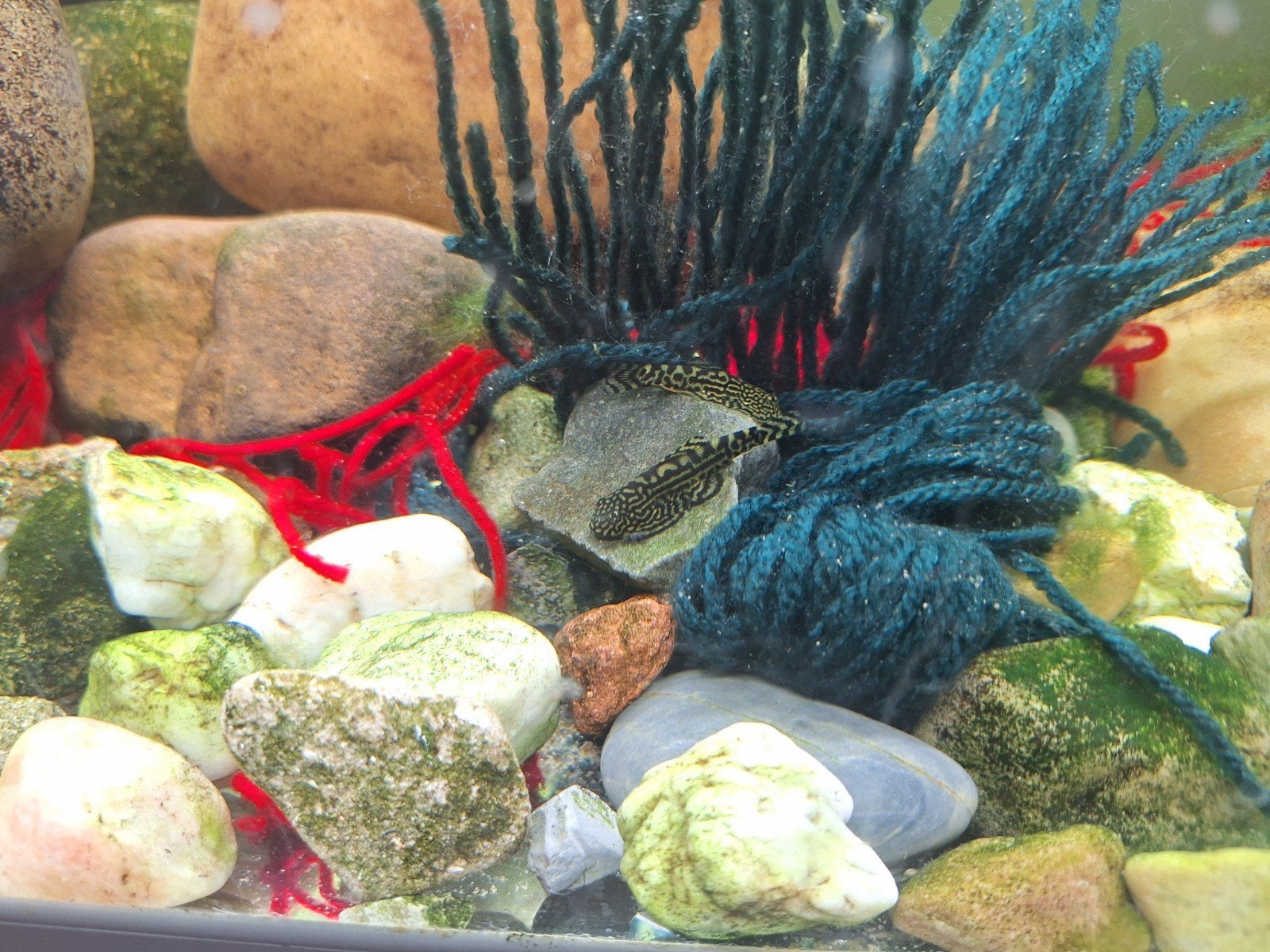 Sewellia lineolata (SteenKruiper), Vis, Zoetwatervis, Schoolvis