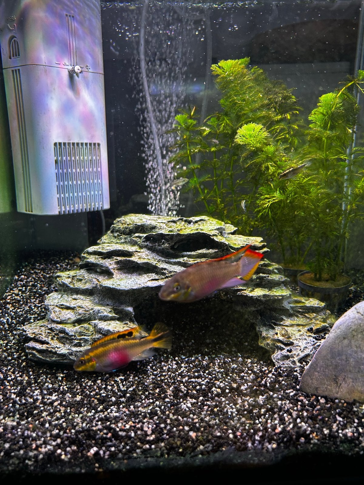 Aquarium inclusief vissen, Dieren en Toebehoren, Vis