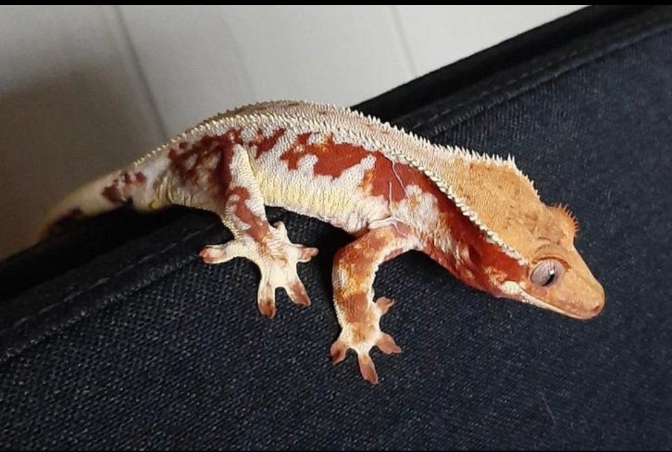 Red Lilly white wimpergekko, ciliatus Crested Gecko - unknown for sale from Jarrah