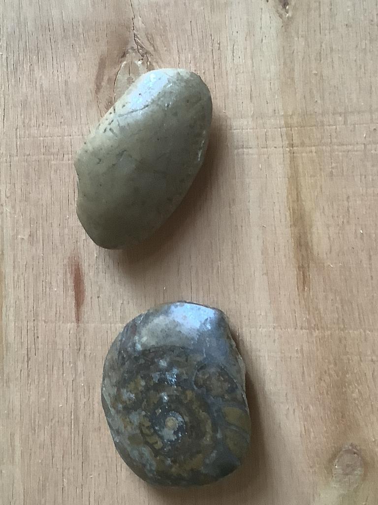 Twee fossielen, 4 cm lang, Ophalen of Verzenden, Fossiel