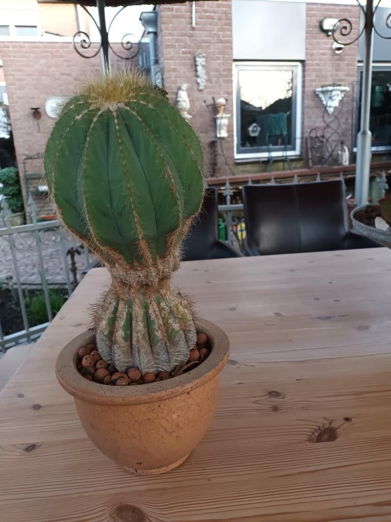 Cactus in pot, Ophalen