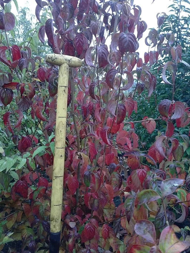 Cornus kousa chinensis 120-140 cm, Ophalen of Verzenden, Minder dan 100 cm, Appelboom, Lente
