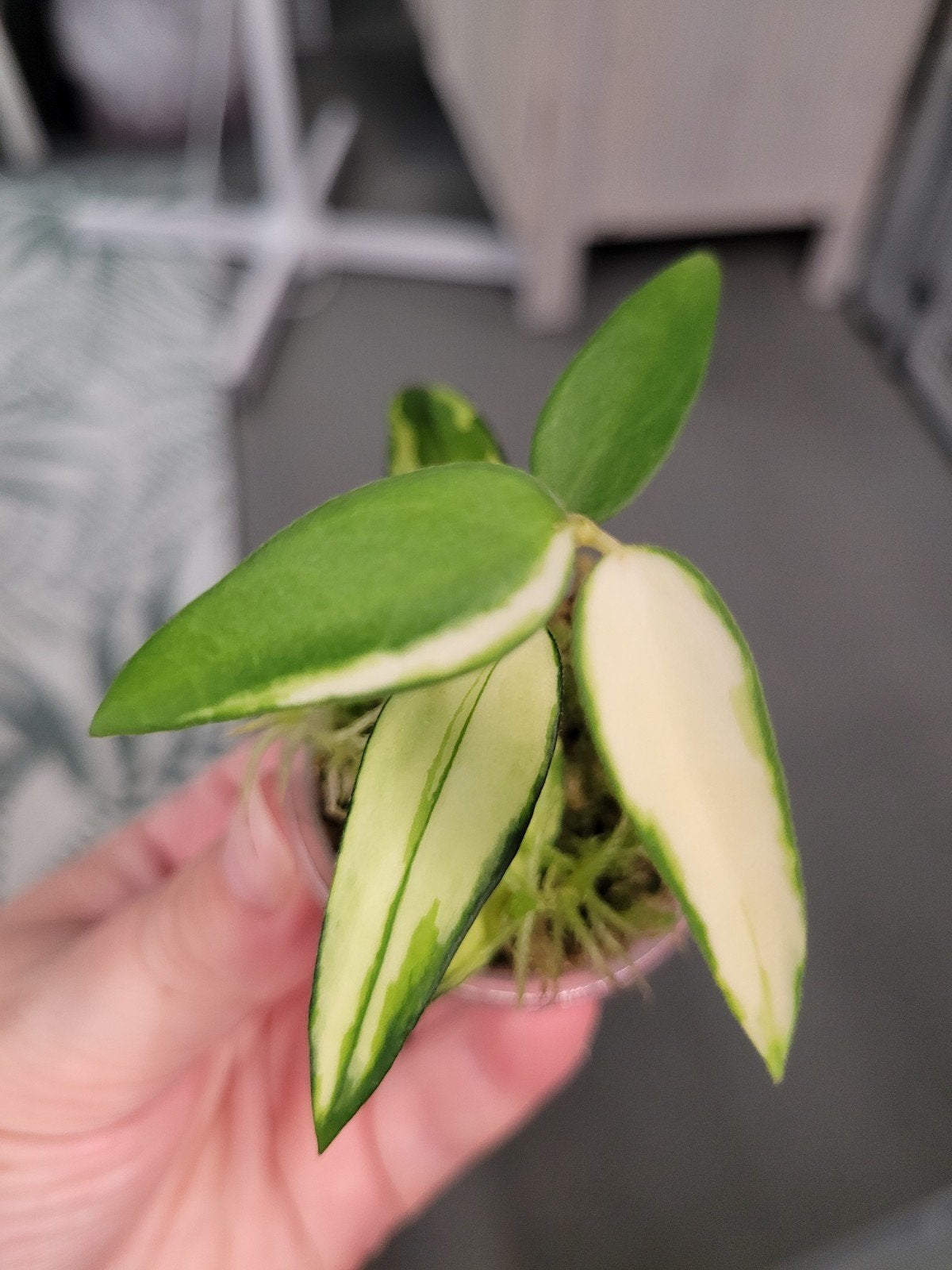 Hoya Burmanica Variegata (zeldzaam), Ophalen of Verzenden, Halfschaduw, Minder dan 100 cm