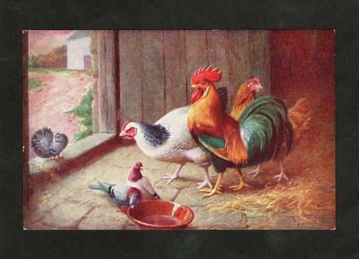 Pluimvee Kippen Haan Duiven Boerderij., Ophalen of Verzenden, 1940 tot 1960, Gelopen, Vogel