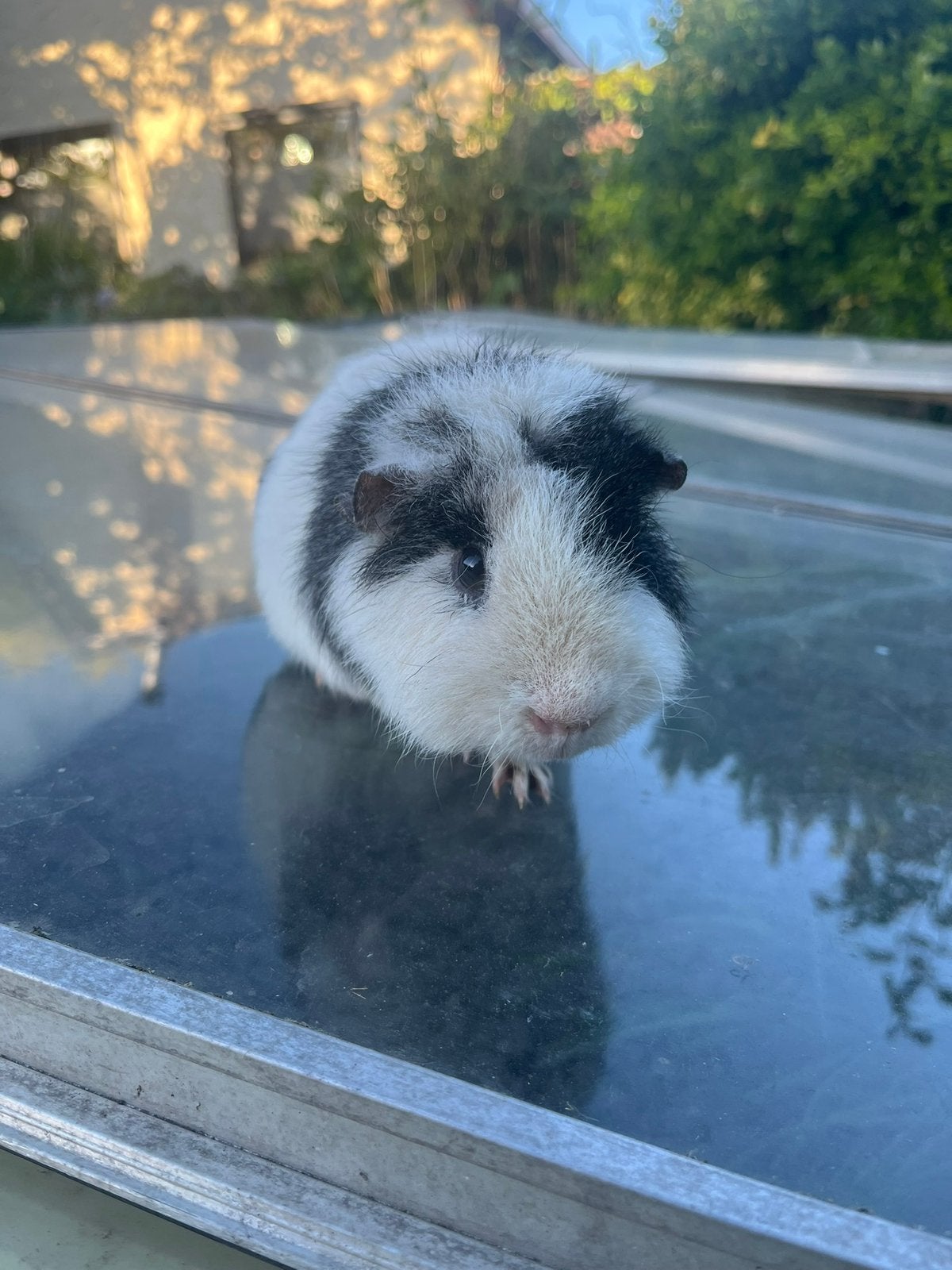 Us Teddy beer, Solid zilveragouti magpie, Dieren en Toebehoren, Knaagdieren, Cavia, Mannelijk, Tam, Oktober
