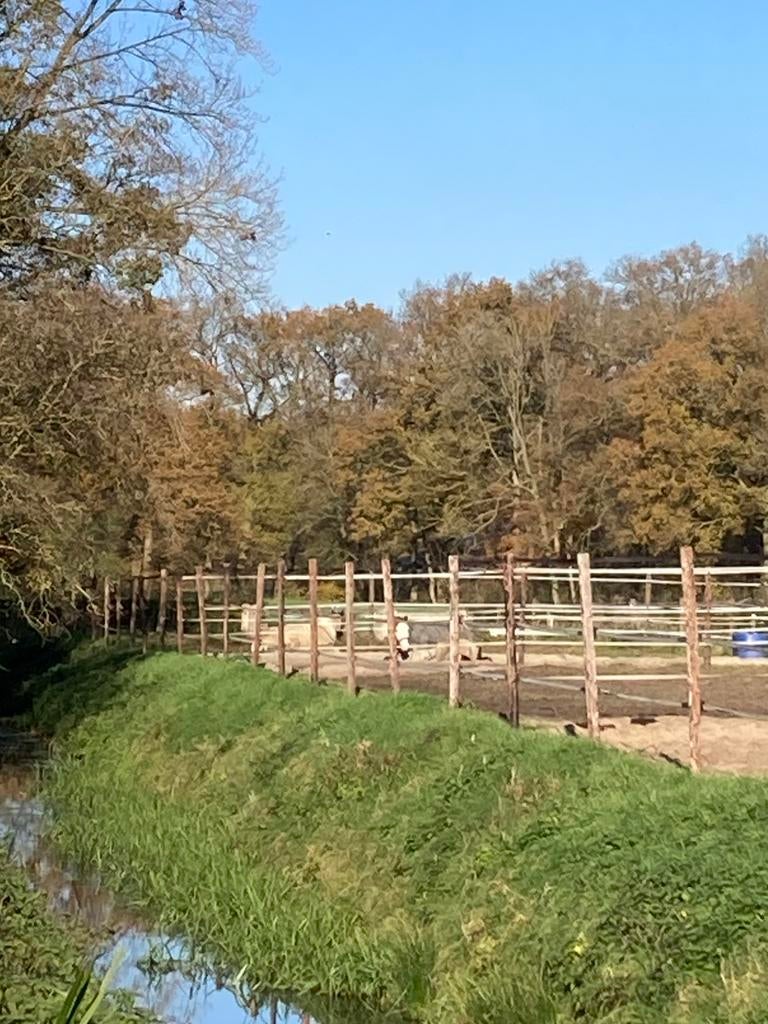 pony stal beschikbaar, Dieren en Toebehoren, Stalling en Weidegang, Stalling, Weidegang, 2 of 3 paarden of pony's
