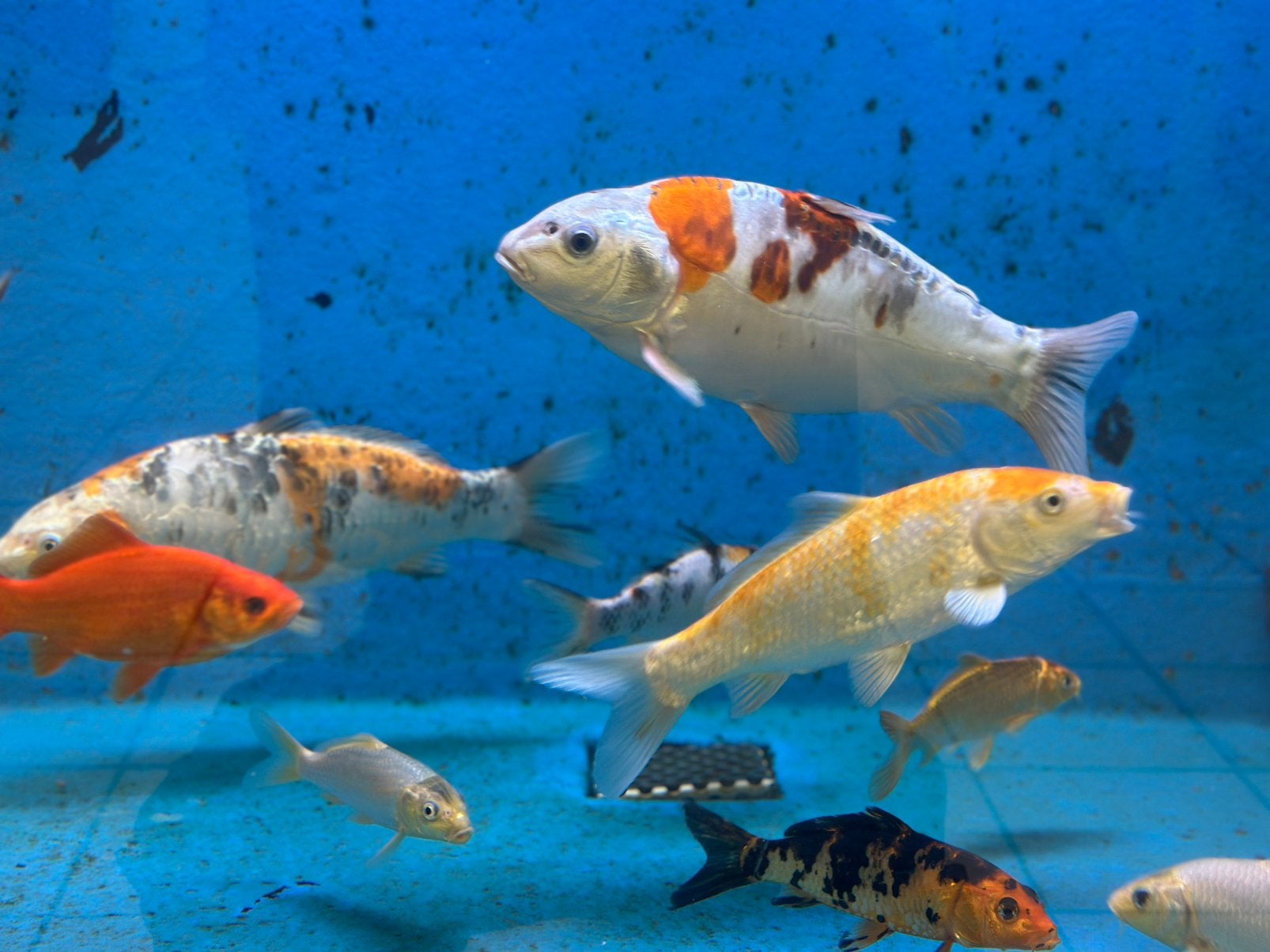 Koi Karpers 2,5 jaar eigen nakweek, Dieren en Toebehoren, Vissen | Vijvervissen, Karper of Koi