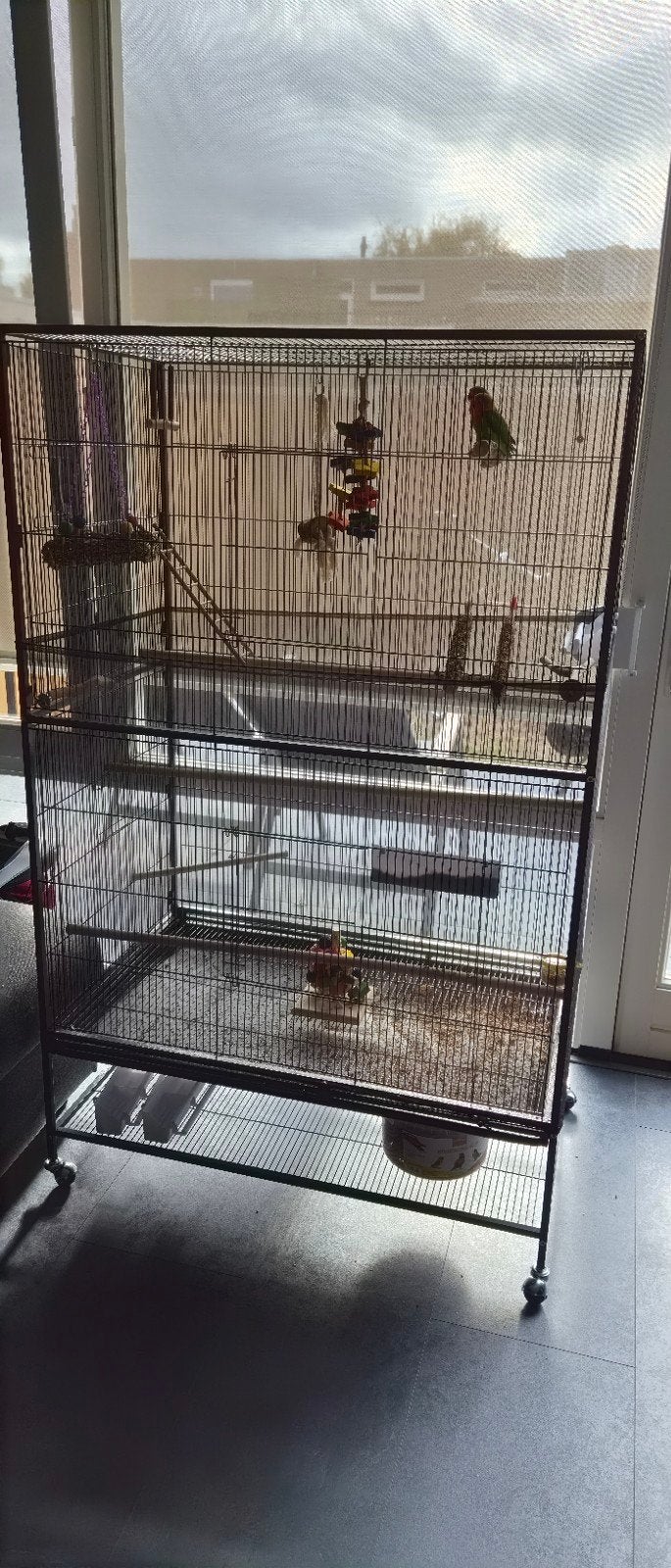 2 dwergpapegaaien, kooi en toebehoren te koop!, Dieren en Toebehoren, Meerdere dieren, Tam
