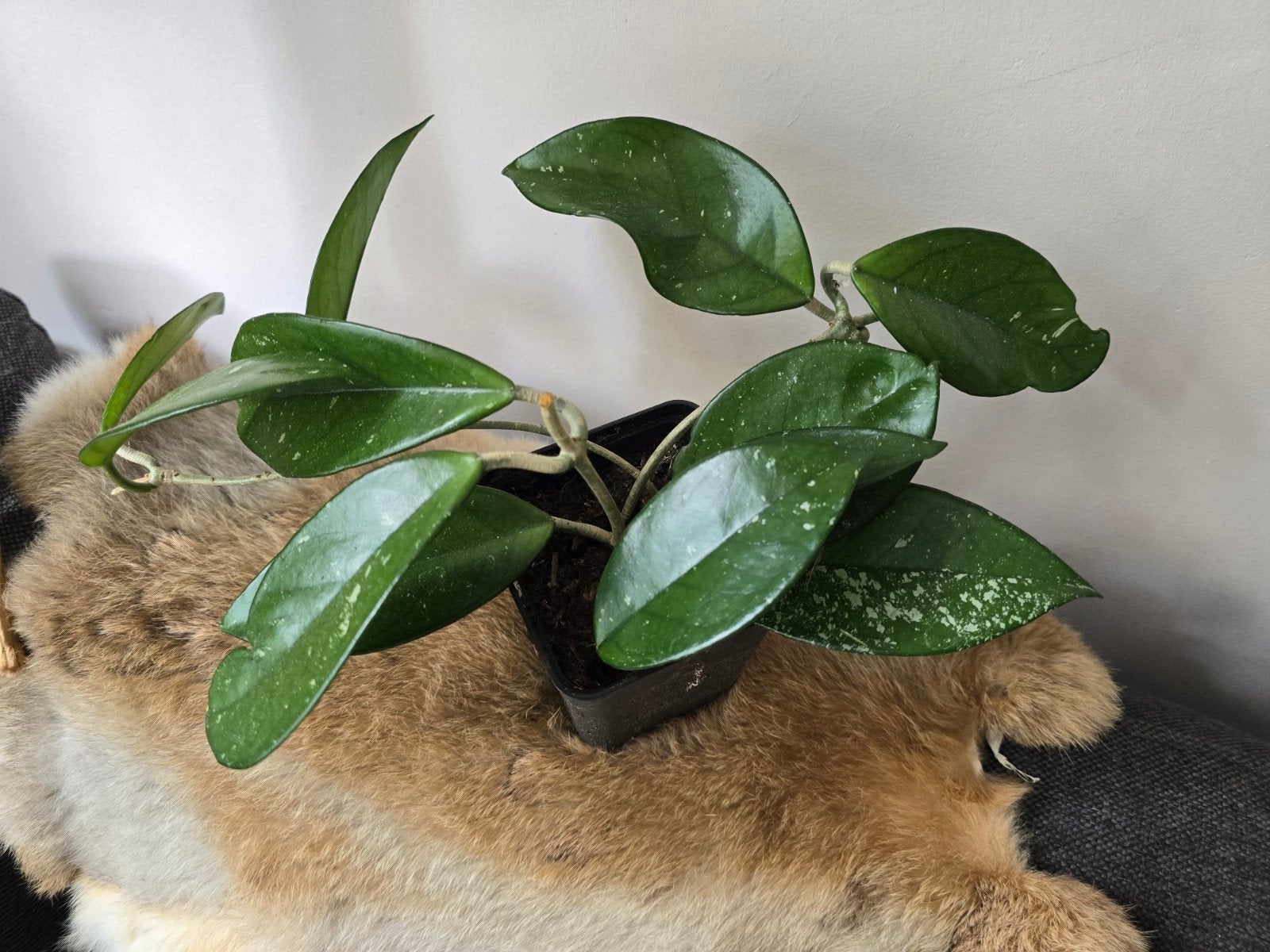 Hoya carnosa, Huis en Inrichting, Ophalen of Verzenden, Halfschaduw, Minder dan 100 cm