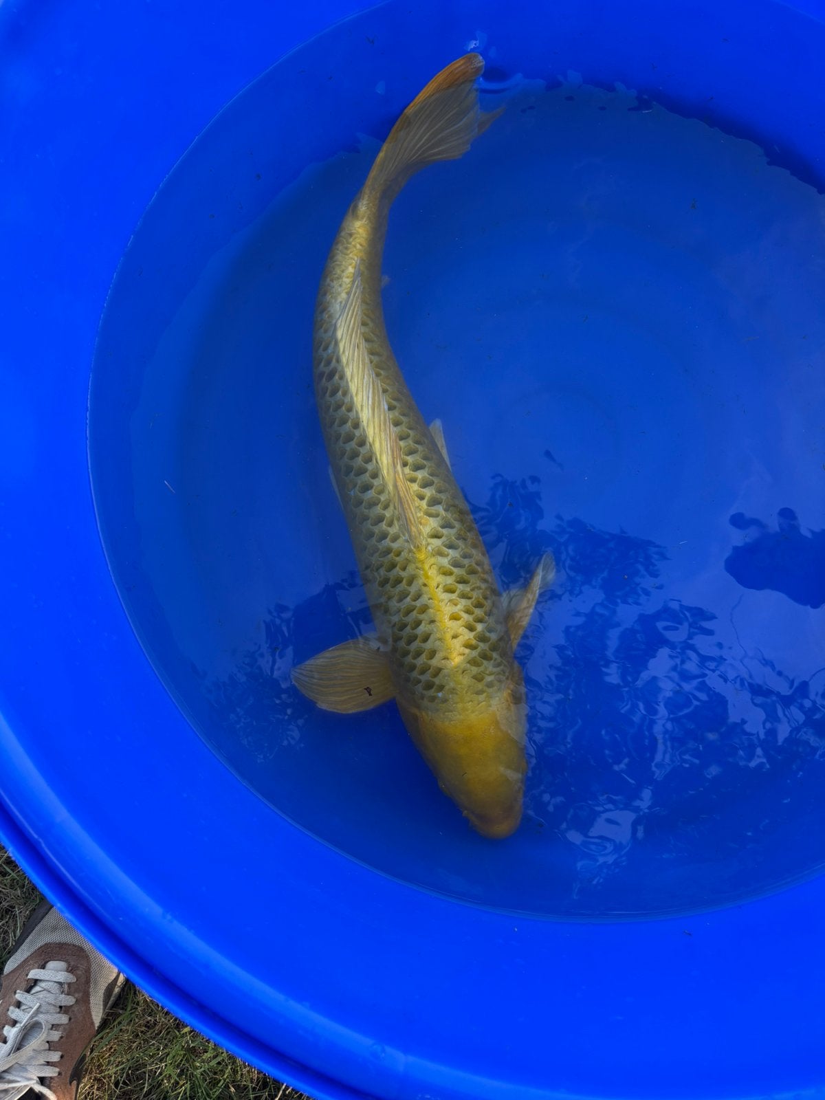 Ki matsuba 70cm, Dieren en Toebehoren, Karper of Koi