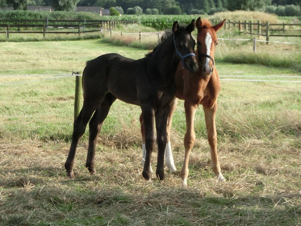 Zwart en vos hengstveulen van Desperado en Everglow Gold, Minder dan 160 cm, Met stamboom, Niet van toepassing, Dressuurpaard