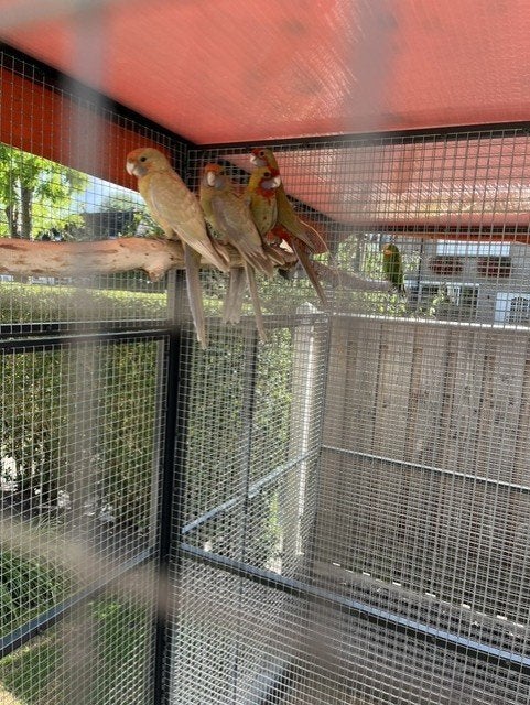jonge cinnamon pennantrosellas, Meerdere dieren, Parkiet, Geringd