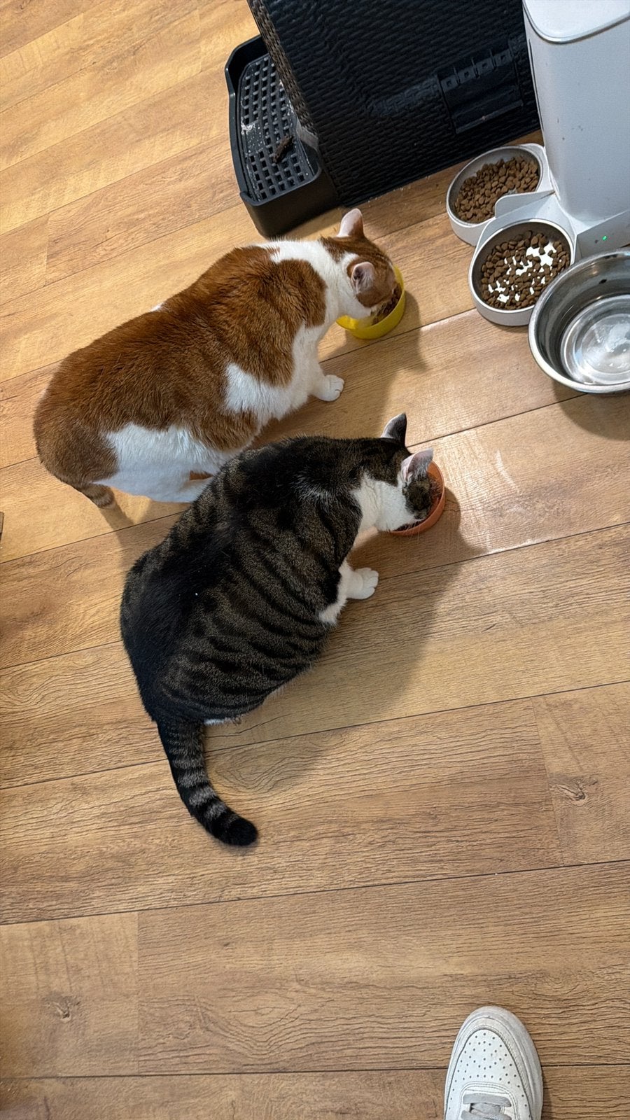 Gezocht: een liefdevol huisje voor Gin & Levi, Kater, Kortharig, 6 jaar of ouder