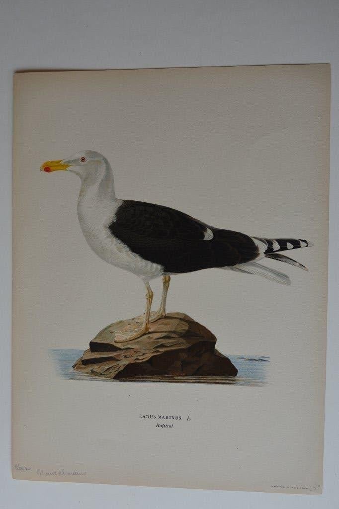 MANTEL MEEUW ORIGINELE VOGEL LITHO "LARUS MARINUS" 1929 VH4, Antiek en Kunst, Kunst | Etsen en Gravures, Ophalen of Verzenden