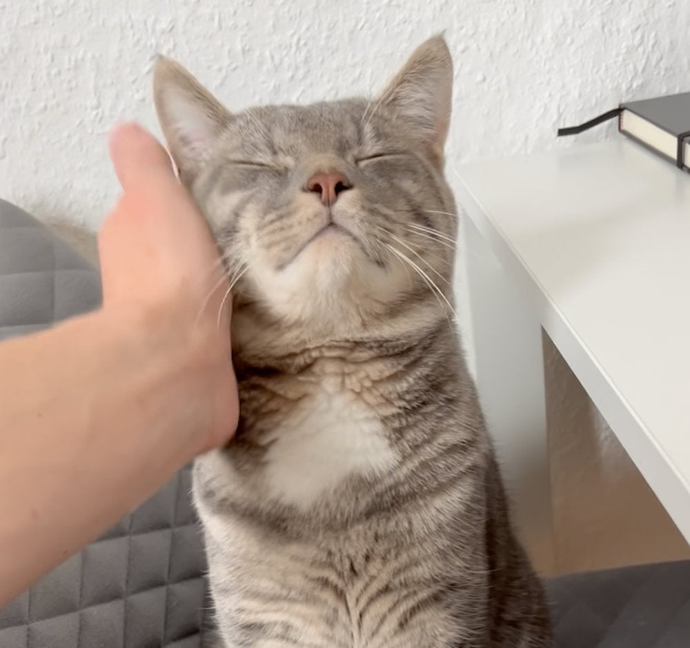 ‍ Lieve half Britse Korthaar kater van 1.5 jaar oud, Dieren en Toebehoren, Kater, Ingeënt, 0 tot 2 jaar