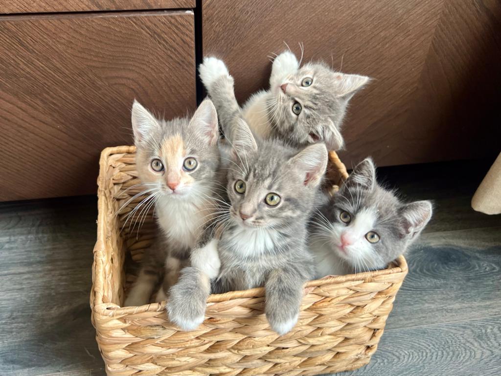 Liefdevolle Ragdoll kruising kittens beschikbaar, Meerdere dieren, Ontwormd, 0 tot 2 jaar