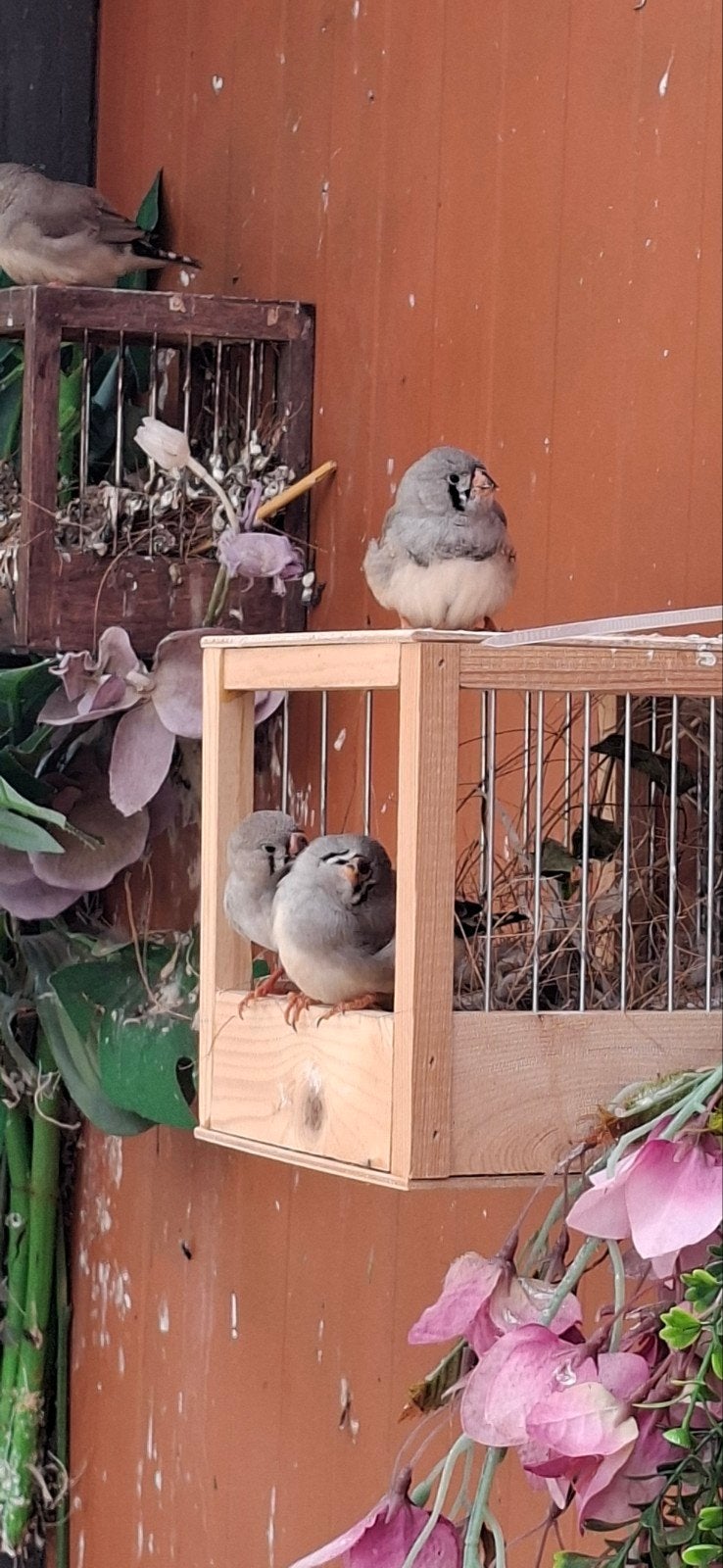 2 koppels zebravinken en 6 jonge zebravinken te koop, Meerdere dieren, Tropenvogel, Tam