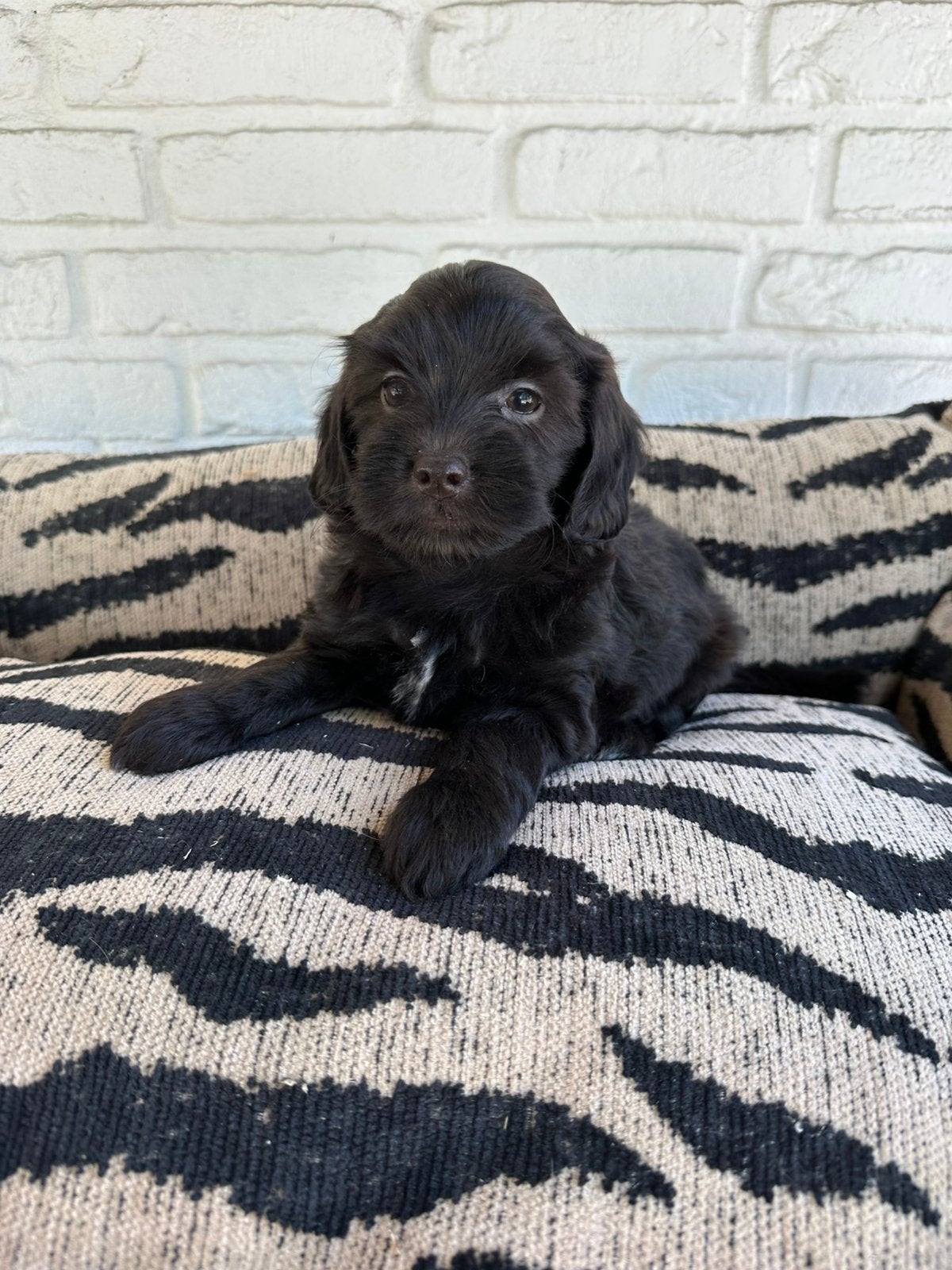 Boomer pups, maltezer x shitsu, Dieren en Toebehoren, Honden | Chihuahua's en Gezelschapshonden, Parvo, Nederland, Overige rassen