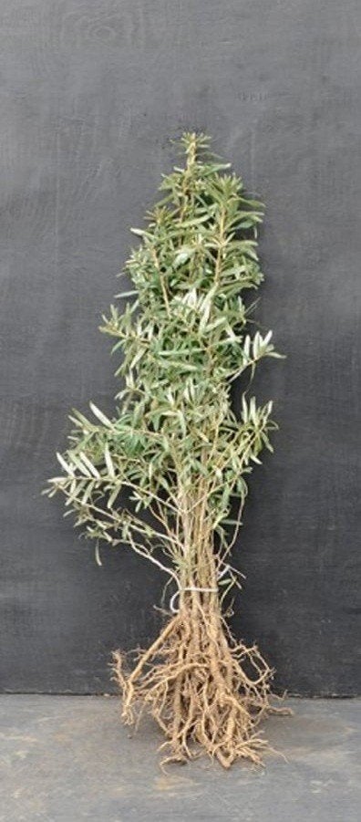 Duindoorn - Hippophae rhamnoides 60/80 en 80/100 wortelgoed, Ophalen, Overige soorten, Struik, Minder dan 100 cm