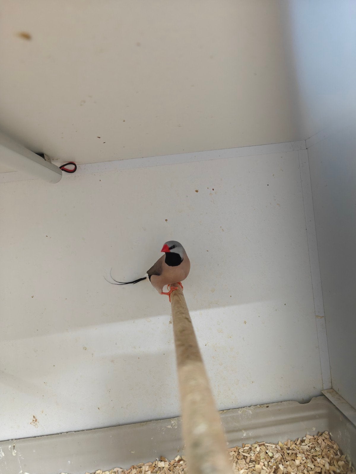 spits staart amadine mannen, Dieren en Toebehoren, Mannelijk, Tropenvogel