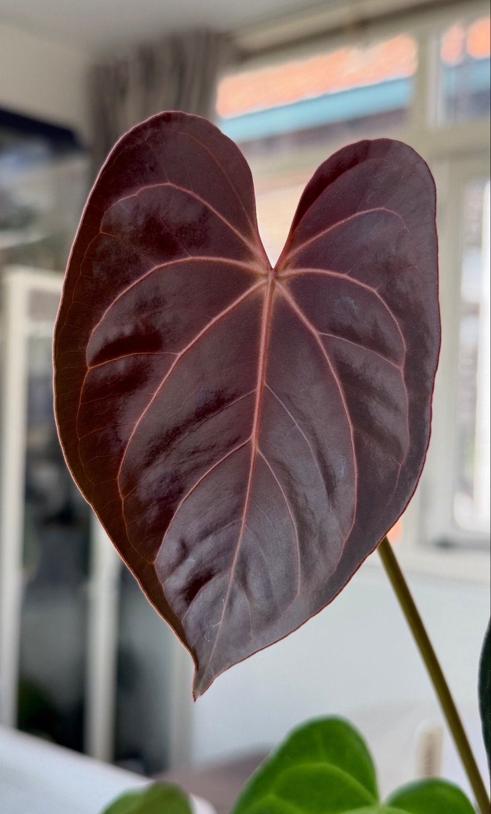 Anthurium Carla (NSE) hybrid, Ophalen of Verzenden, Halfschaduw, Minder dan 100 cm