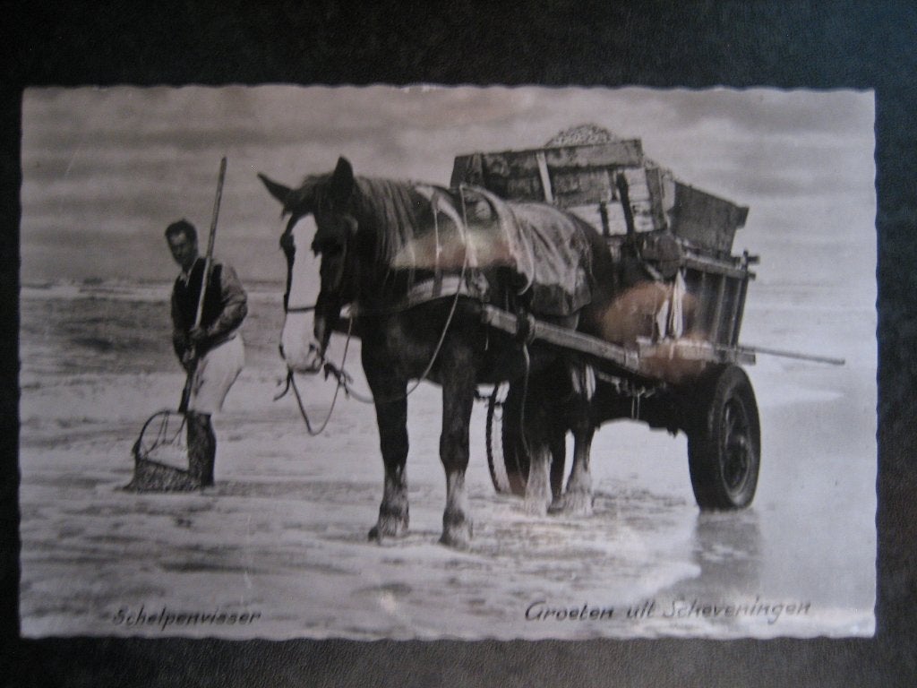 SCHEVENINGEN Schelpenvisser, Ophalen of Verzenden, 1940 tot 1960, Zuid-Holland