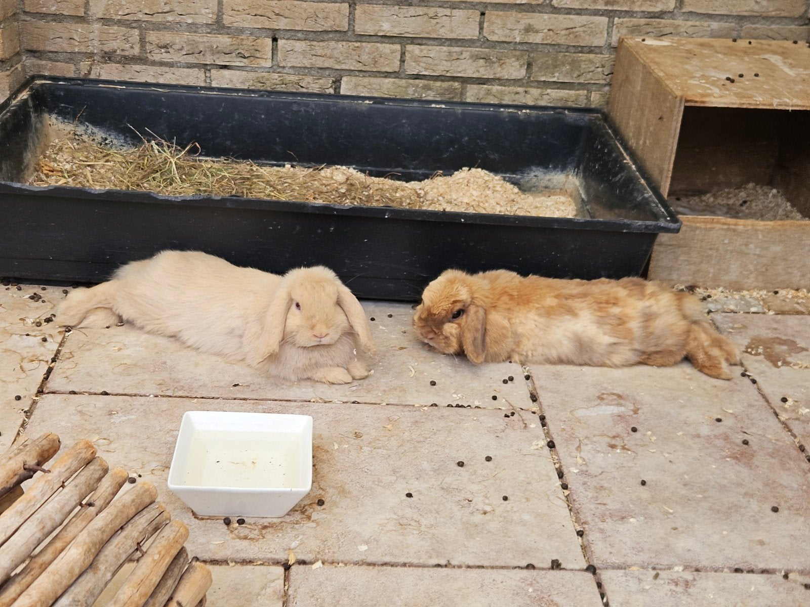 Gezocht vakantieoppas konijnen, Dieren en Toebehoren, Konijnen