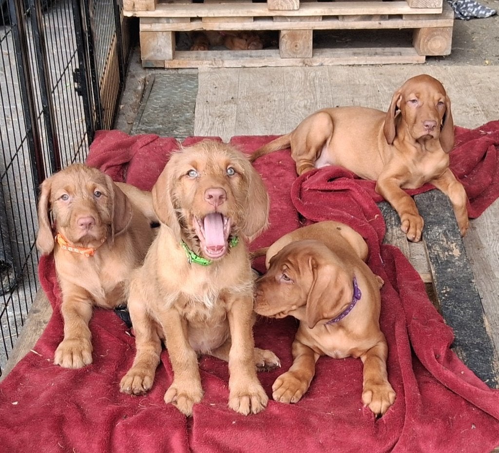 Magyar Vizsla Pups, Fokker | Hobbymatig, Buitenland, Meerdere, CDV (hondenziekte)