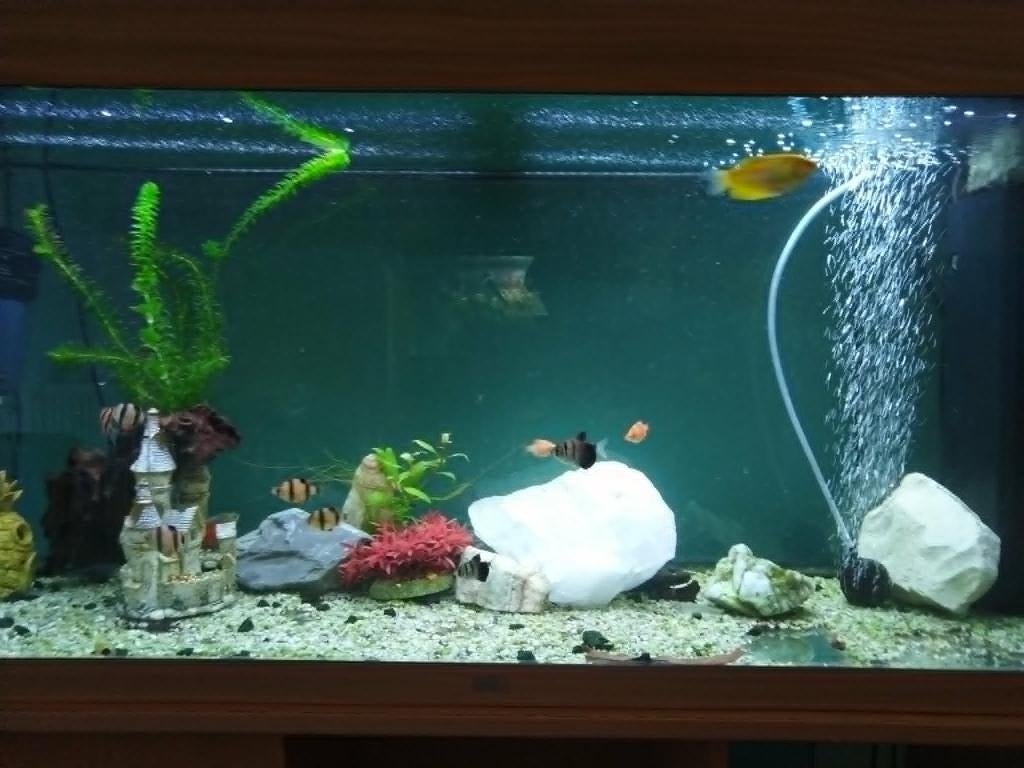 Diverse tropische vissen, Dieren en Toebehoren, Vissen | Aquariumvissen, Zoetwatervis, Vis, Schoolvis