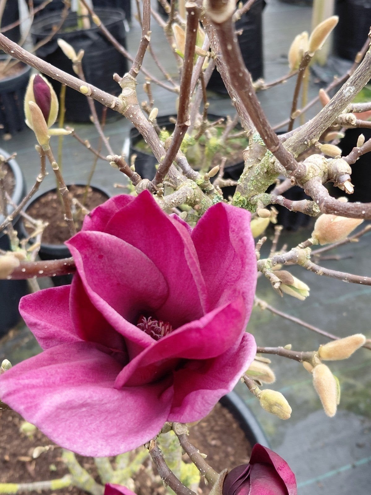 magnolia paars / roze, Tuin en Terras, Halfschaduw, Overige soorten, Lente, 100 tot 250 cm