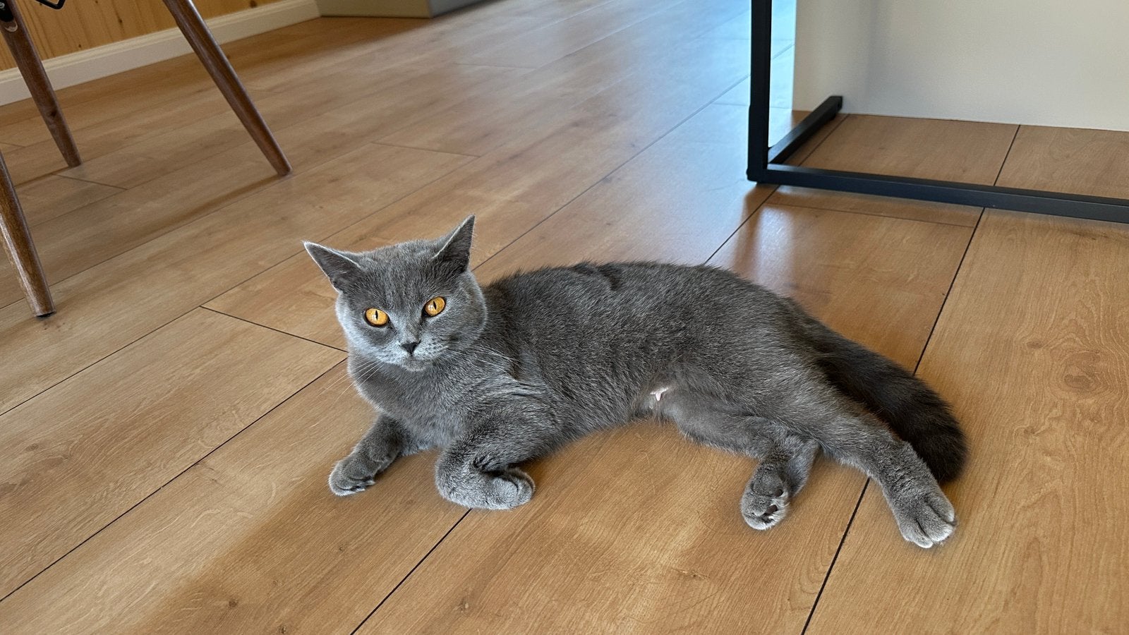 Britse Korthaar poesje, Dieren en Toebehoren, Katten en Kittens | Raskatten | Korthaar, Poes, Ontwormd, 0 tot 2 jaar