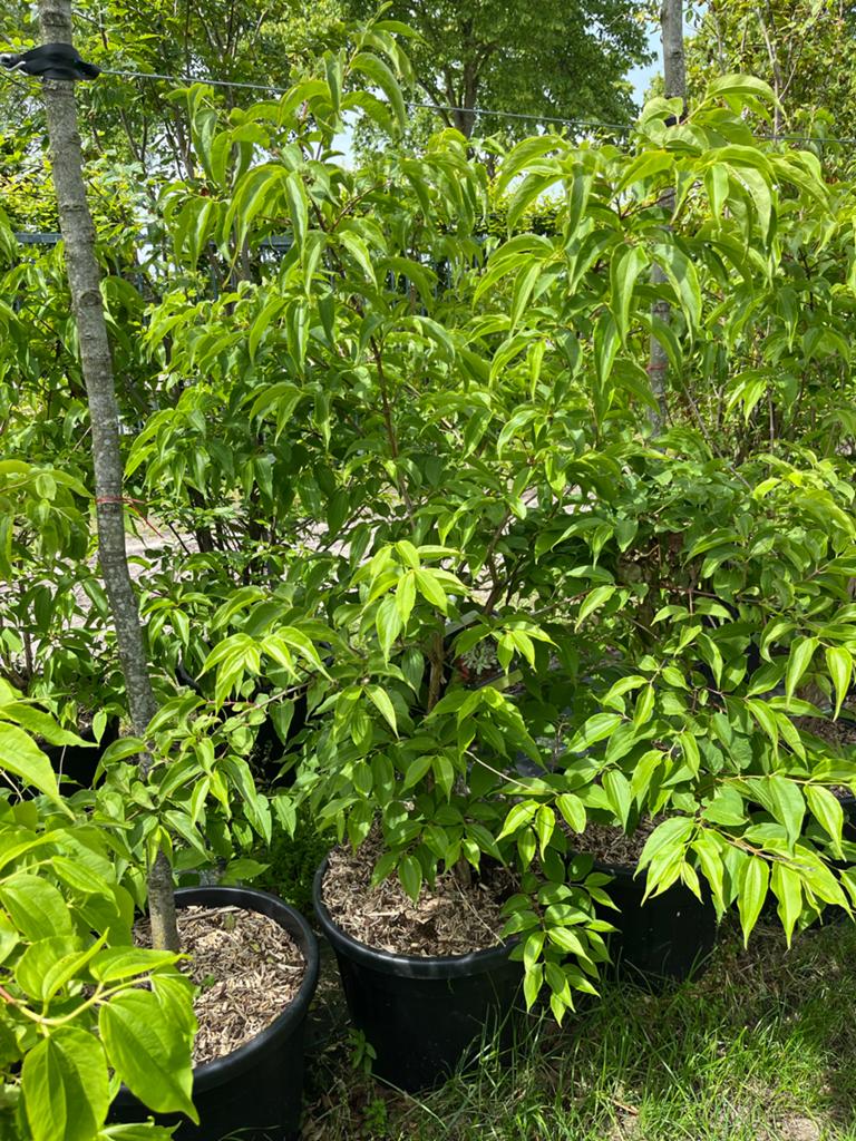 Heptacodium miconioides (Zevenzonenboom), In pot, Bloeit niet, Halfschaduw, 100 tot 250 cm
