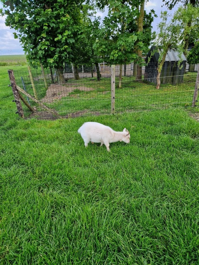 Te koop 3 bokjes, Dieren en Toebehoren, Mannelijk, Geit, 0 tot 2 jaar