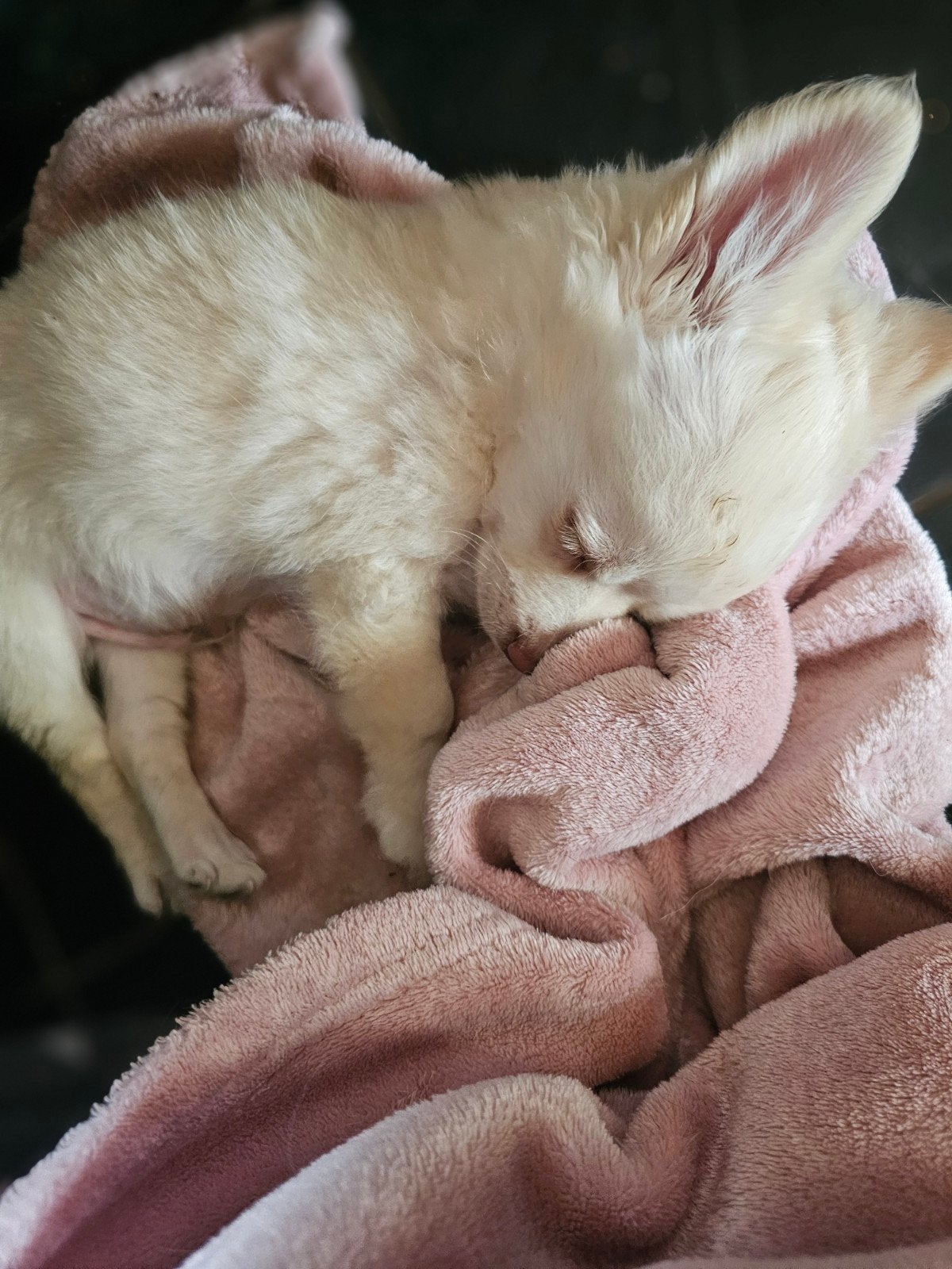 zeer lief chihuahua pup .reutje zoekt goed tehuisje ., Reu, 8 tot 15 weken, Eén hond, Chihuahua