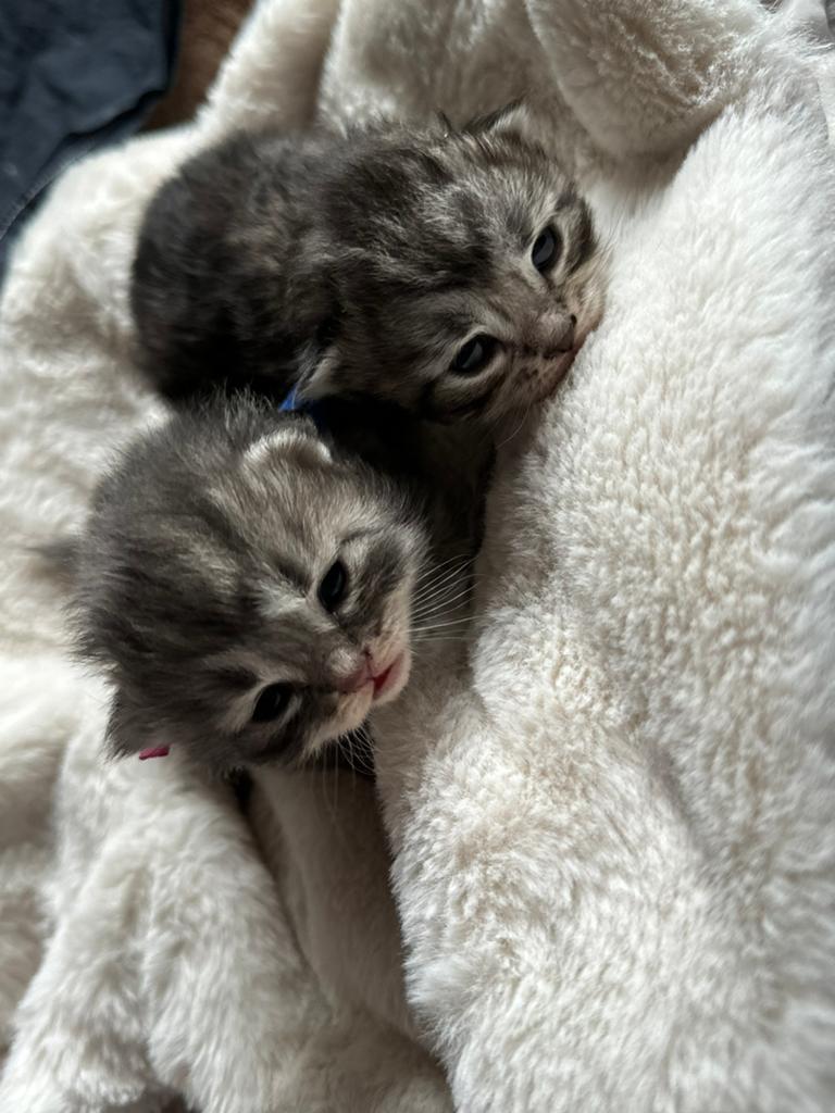 Noorse x Siberische boskat kittens, Dieren en Toebehoren, Meerdere dieren, Gechipt, 0 tot 2 jaar