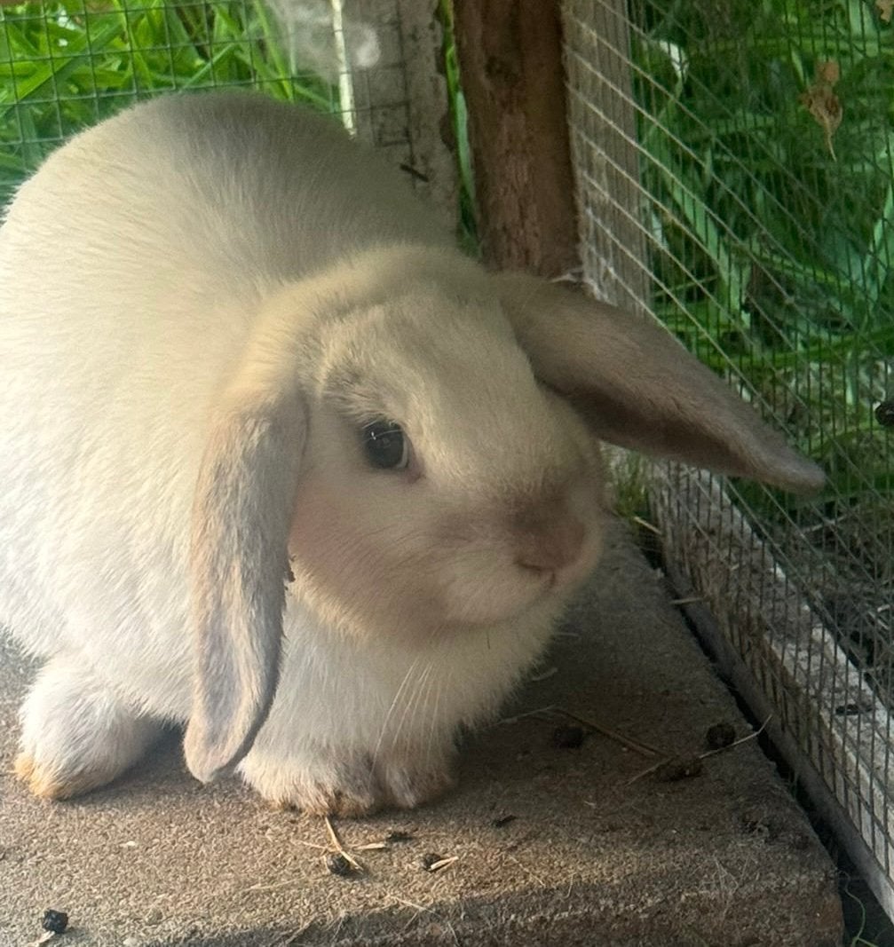 konijntjes mogen weg bij mama!, Meerdere dieren, Middelgroot, 0 tot 2 jaar