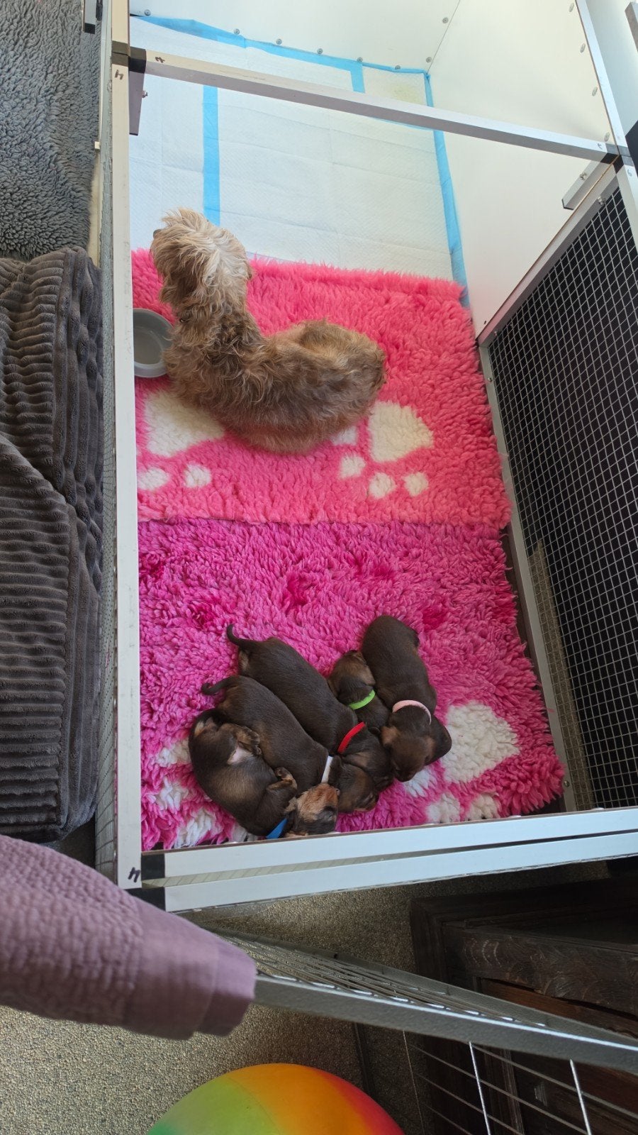 Prachtig Choco Tan ruwharig reutje beschikbaar, Standaard, Reu, CDV (hondenziekte), 8 tot 15 weken