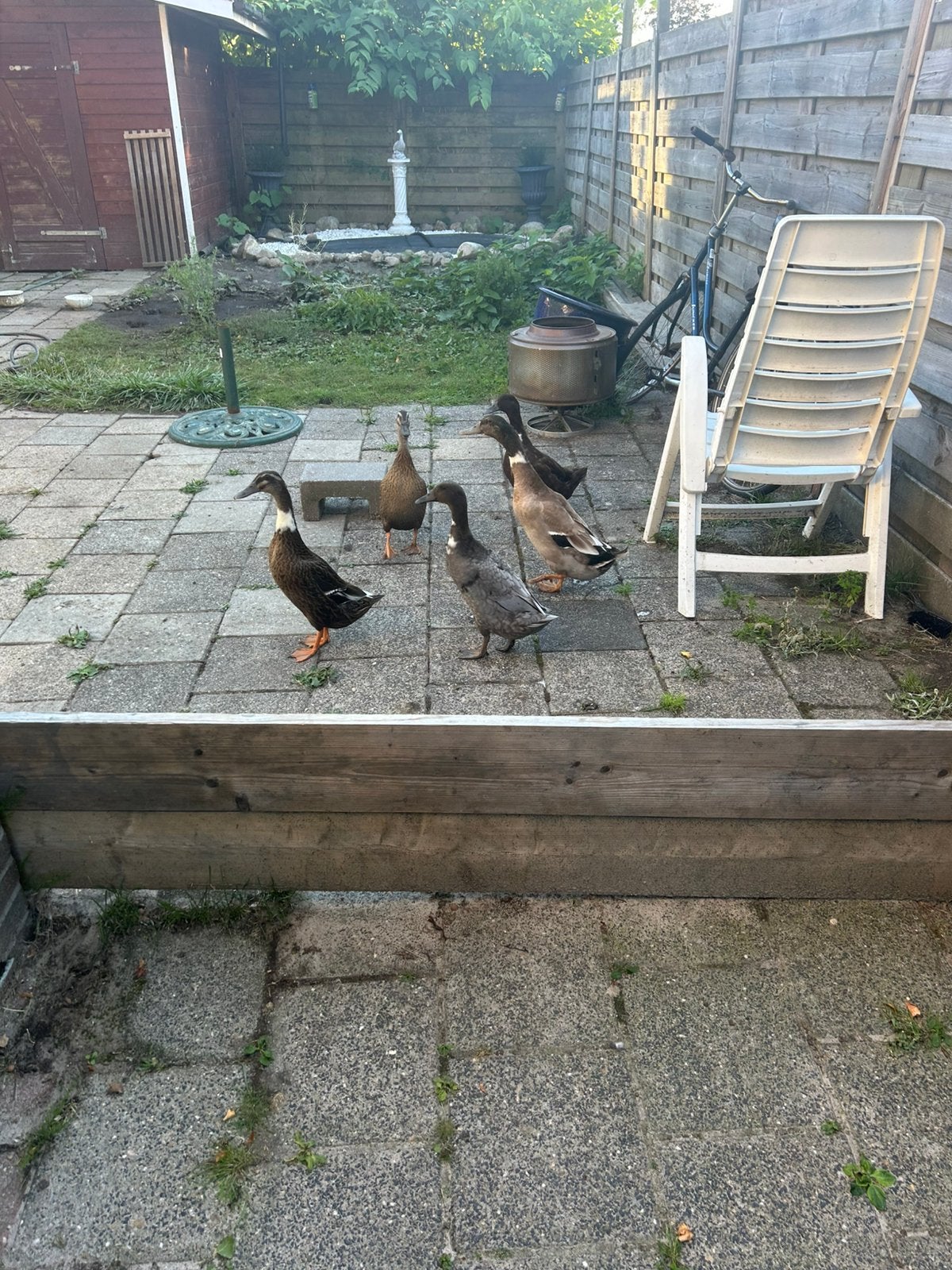 Vrouwtjes eenden, Dieren en Toebehoren, Pluimvee, Vrouwelijk, Eend