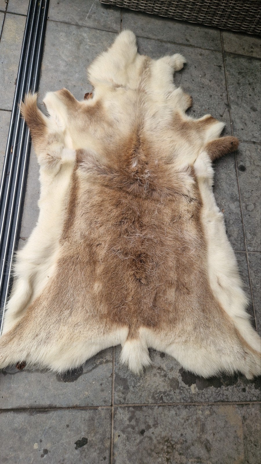 Prachtig rendiervel - Natuurlijke decoratie, 100 tot 150 cm, Zo goed als nieuw, Natuurlijk, Rustiek, Scandinavisch, Overige vormen