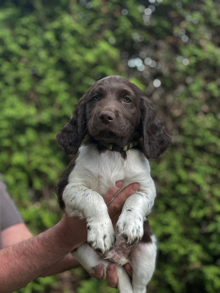 Te koop Heidewachtel pups met stamboom, Dieren en Toebehoren, Parvo, 8 tot 15 weken, Meerdere, Nederland