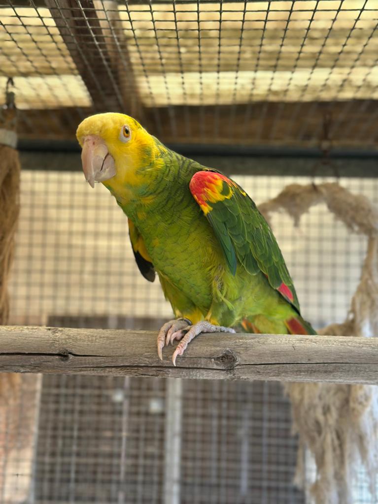 Dubbel geelkop amazone man (amazona oratrix), Mannelijk, Papegaai