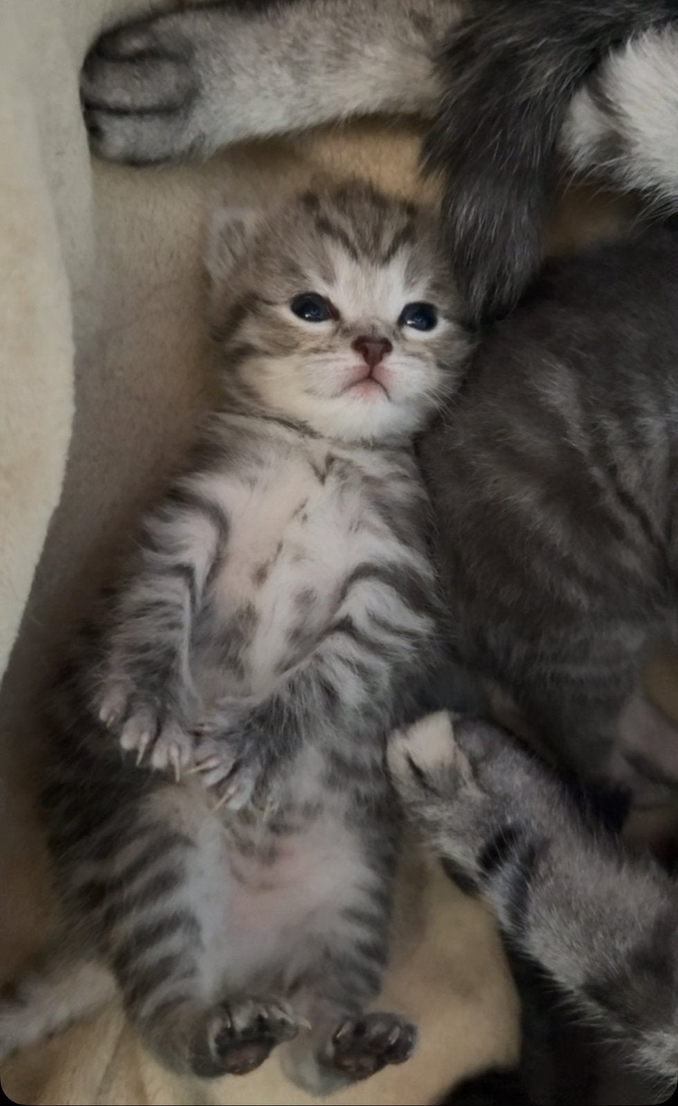 Kittens Amerikaanse kort haar x britse korthaar, Geslacht onbekend, Ontwormd