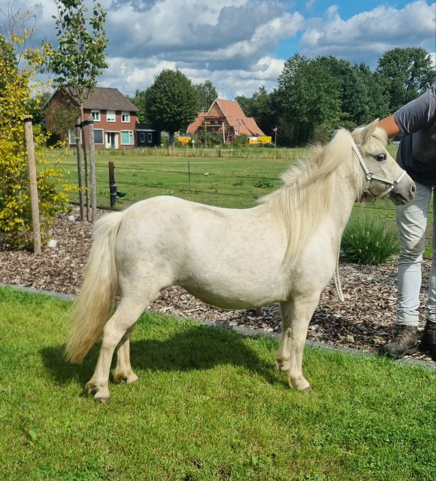 *Unieke verschijning* Palomino Panterbonte Appaloosa Merrie, Merrie