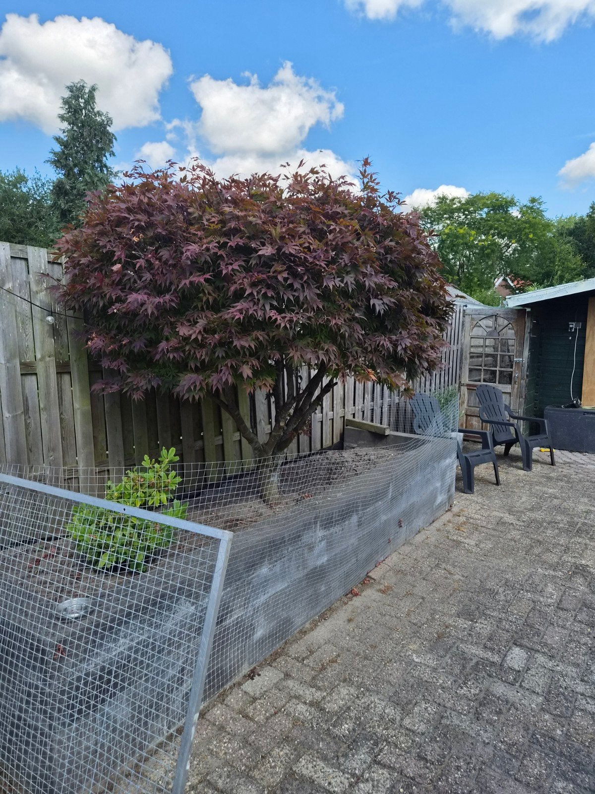 Prachtige Japanse Esdoorn (Acer palmatum), Tuin en Terras, Volle zon, Lente, 250 tot 400 cm, Overige soorten