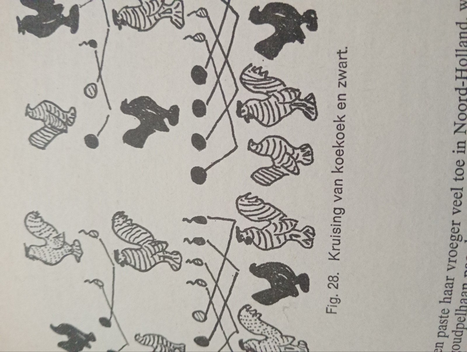 Mooi boek ac Bannink vogelpoel 10,00, Dieren en Toebehoren, Meerdere dieren, Kip